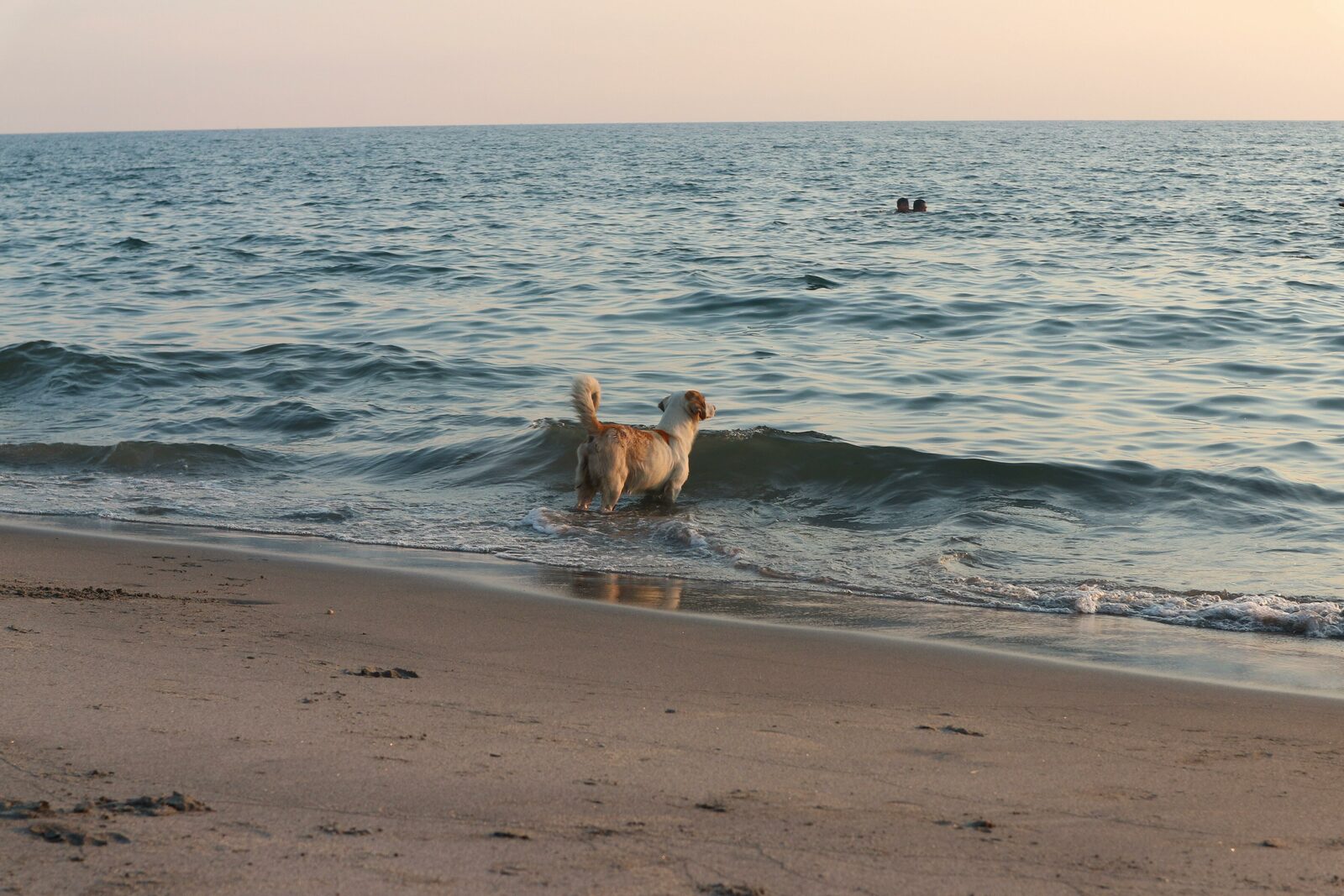 Vakantie met hond aan zee