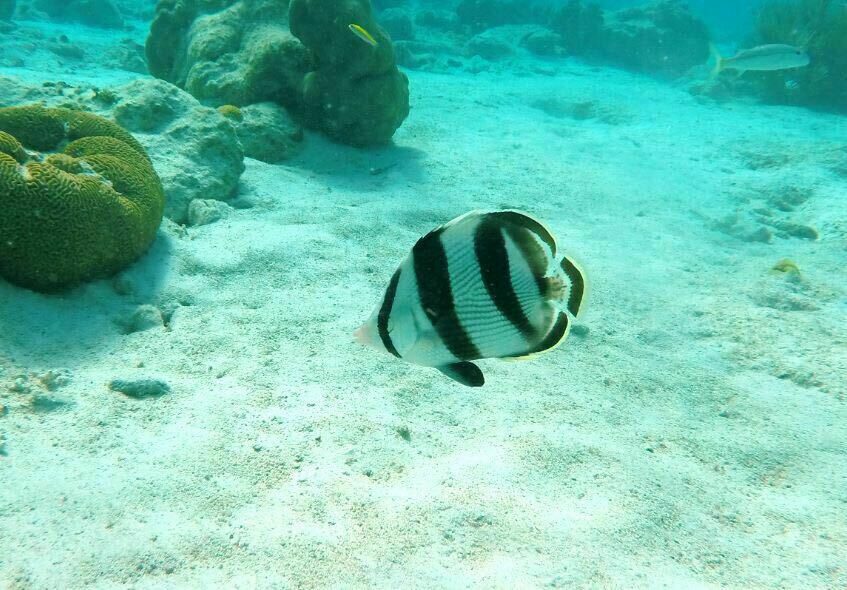 Snorkeling