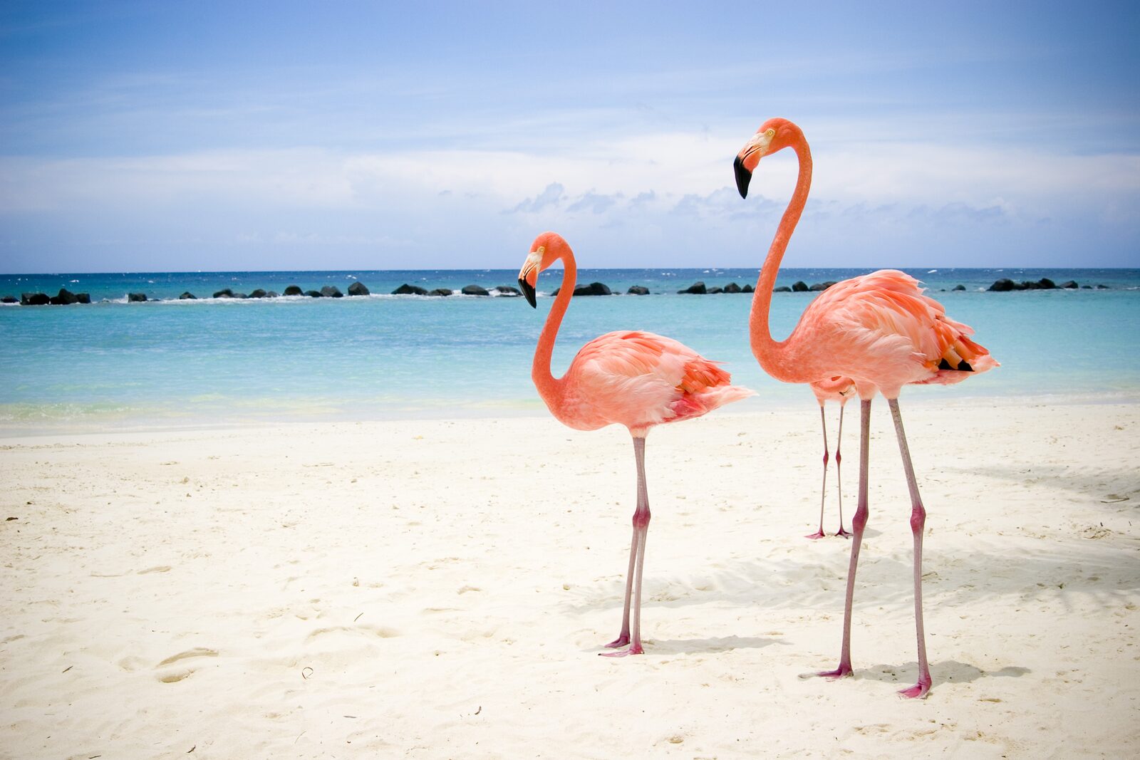 Tiere auf Bonaire