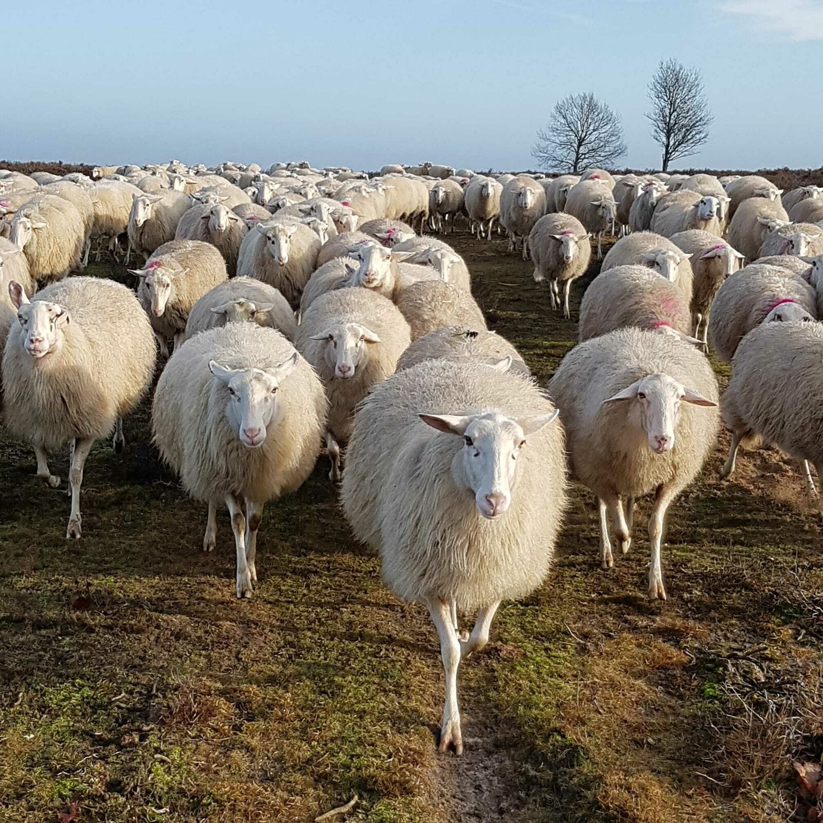 🐑 Schaapskooi Ermelo