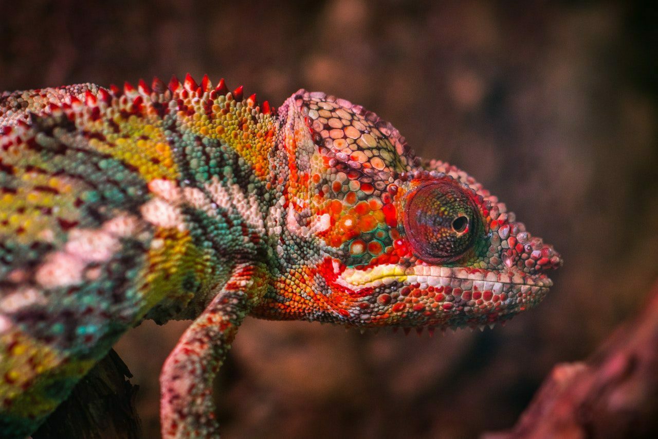 animals on Bonaire