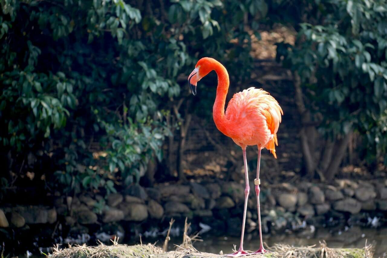 Tiere auf Bonaire