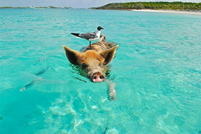 animals on Bonaire