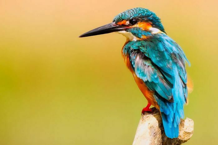 Tiere auf Bonaire