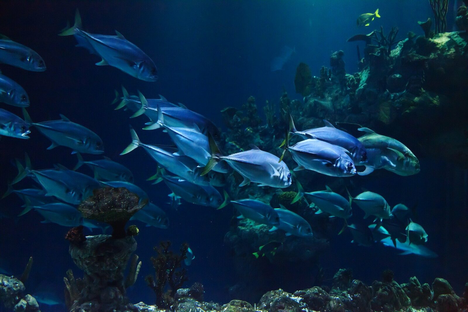 Aquarium le Septième Continent