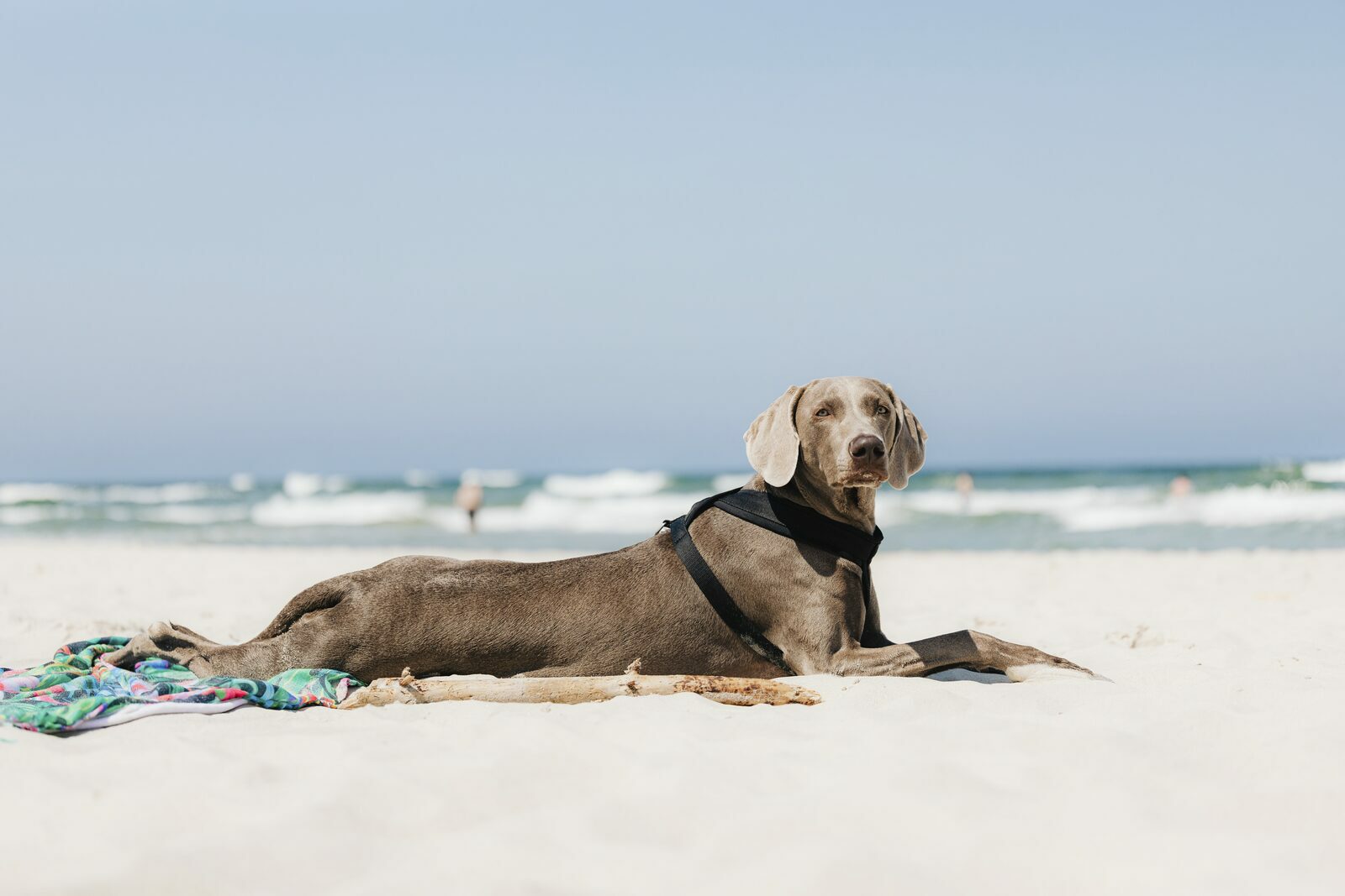 kwaliteit Bacteriën toxiciteit Vakantie met uw hond aan zee | Ouddorp Connection