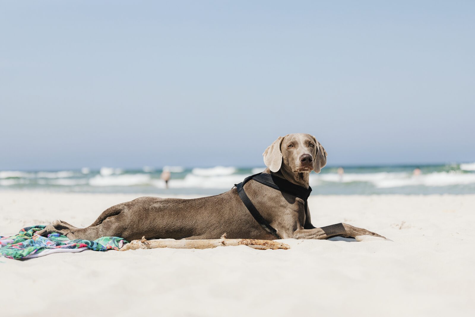 Vakantiehuis aan zee met hond