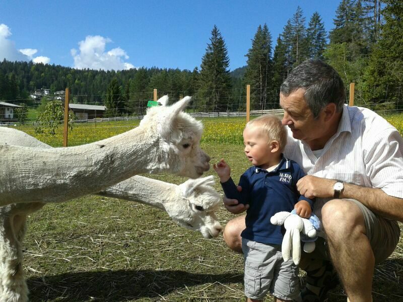 Alpaca walking tour in Seefeld Oasis Resorts