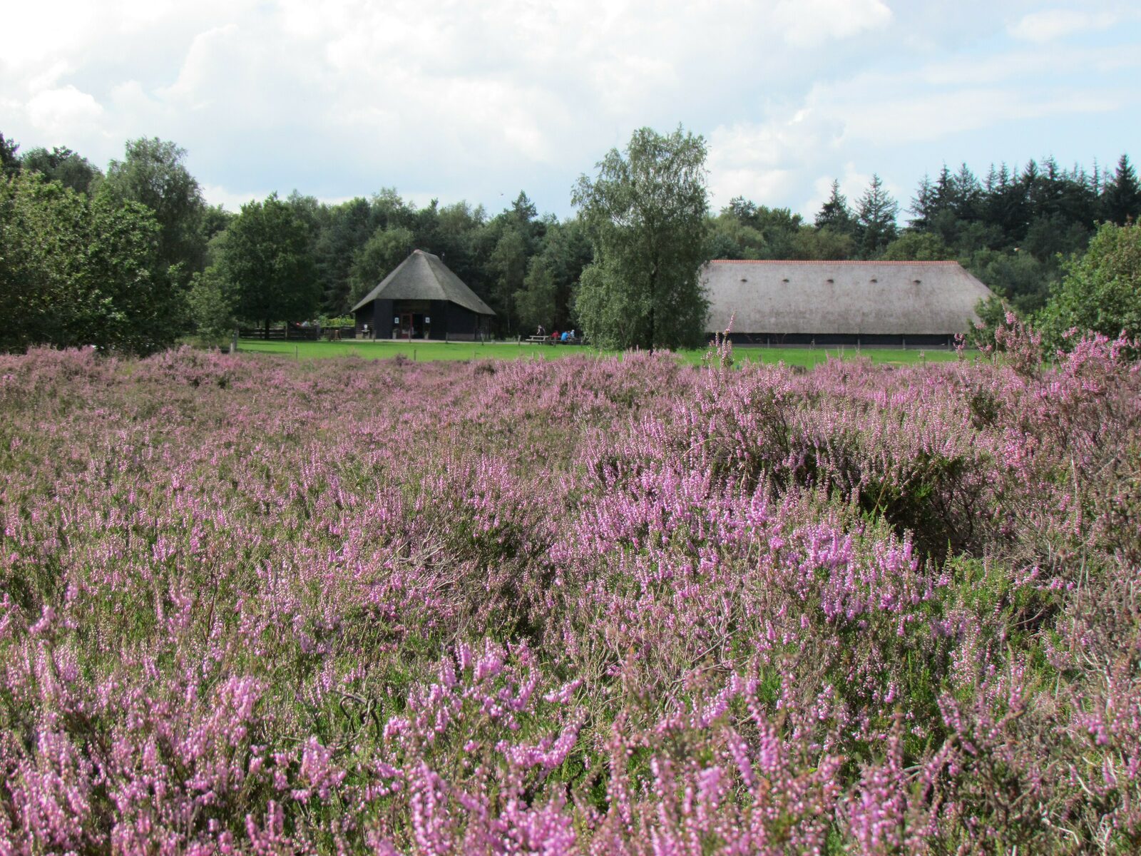 Eikenstrubben