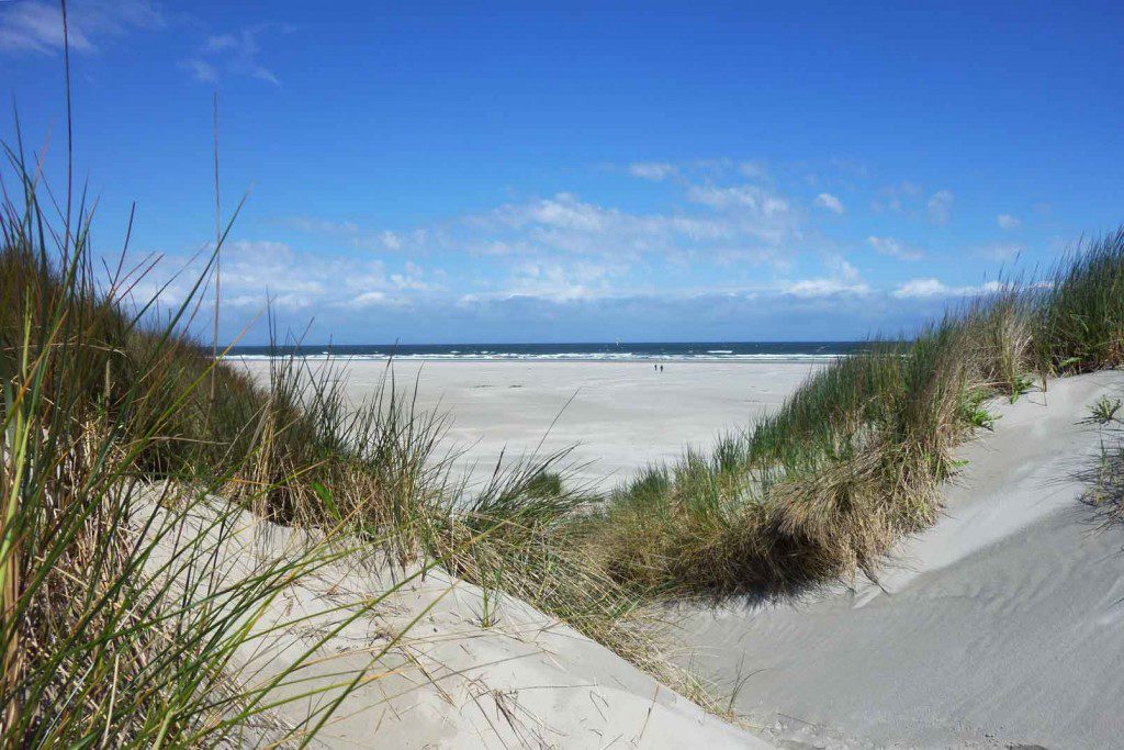 Sea, beach, dunes, forests and meadows: