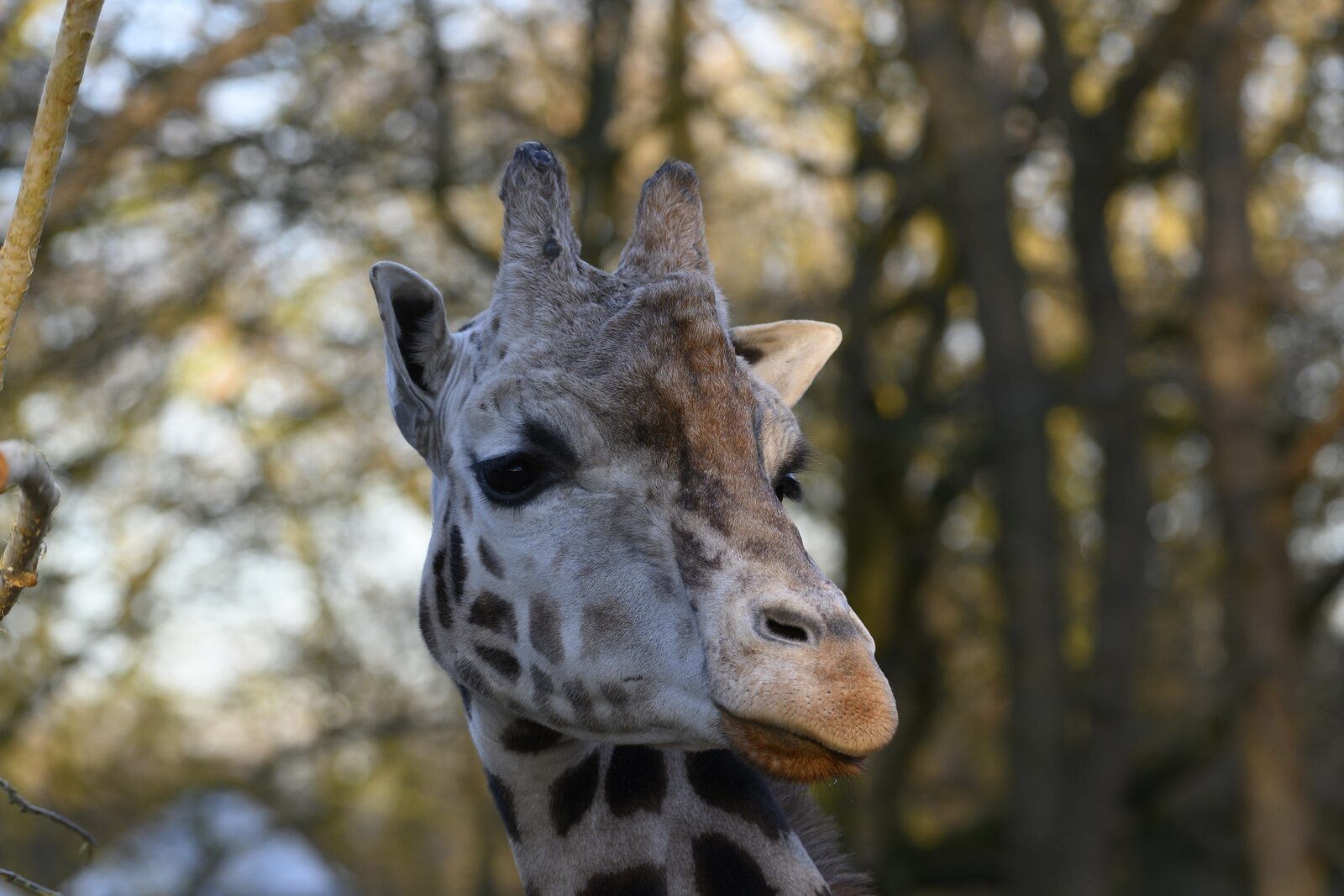 Ouwehands Dierenpark