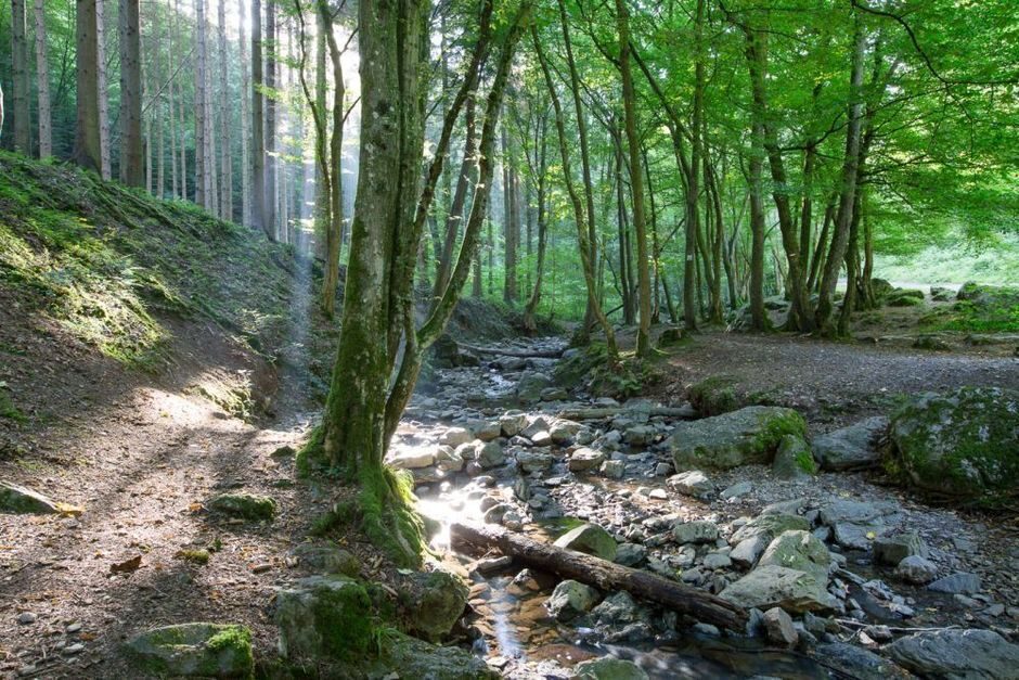 Discover the beautiful nature of the Ardennes