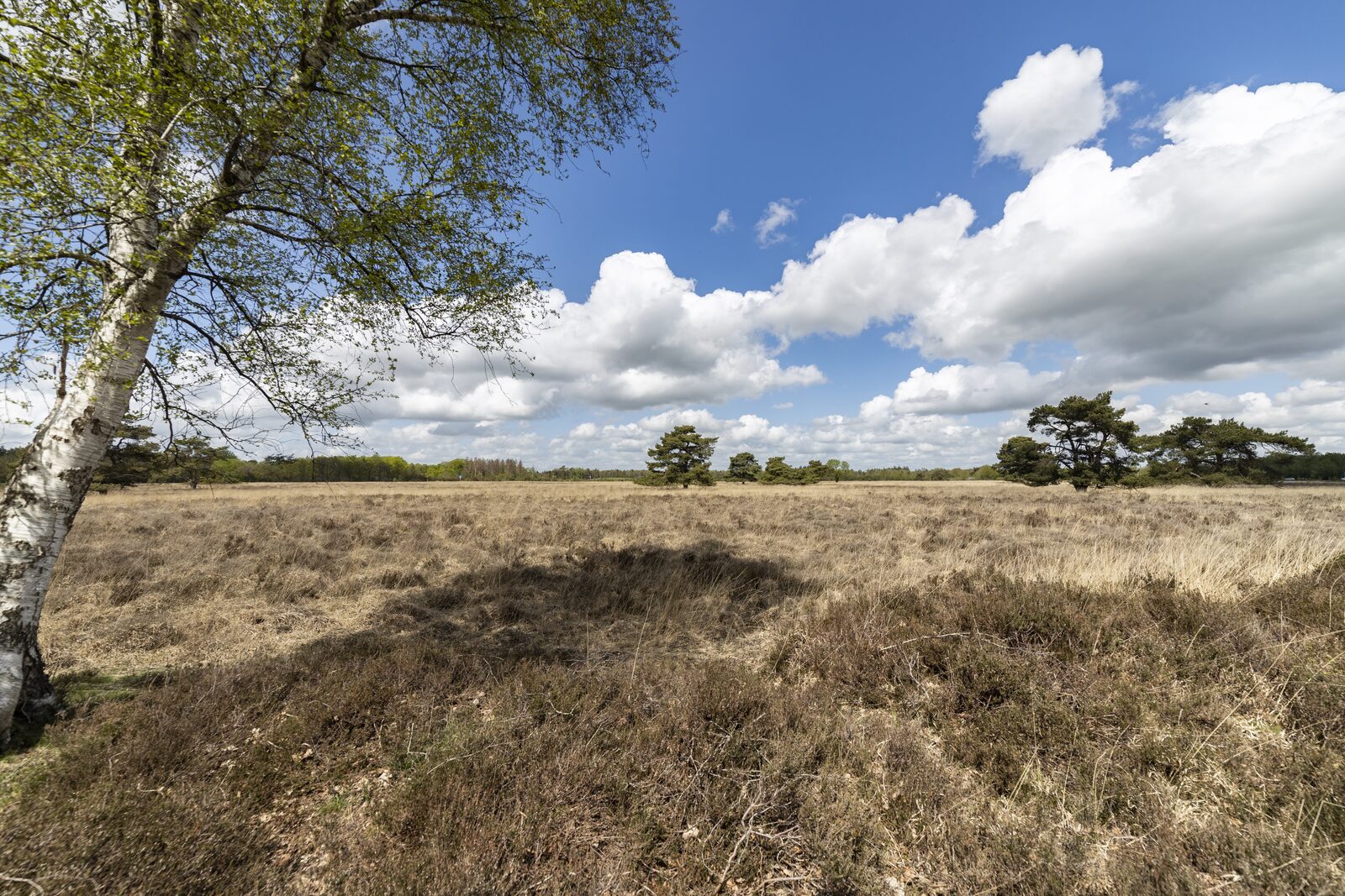 Drents-Friese Wold National Park