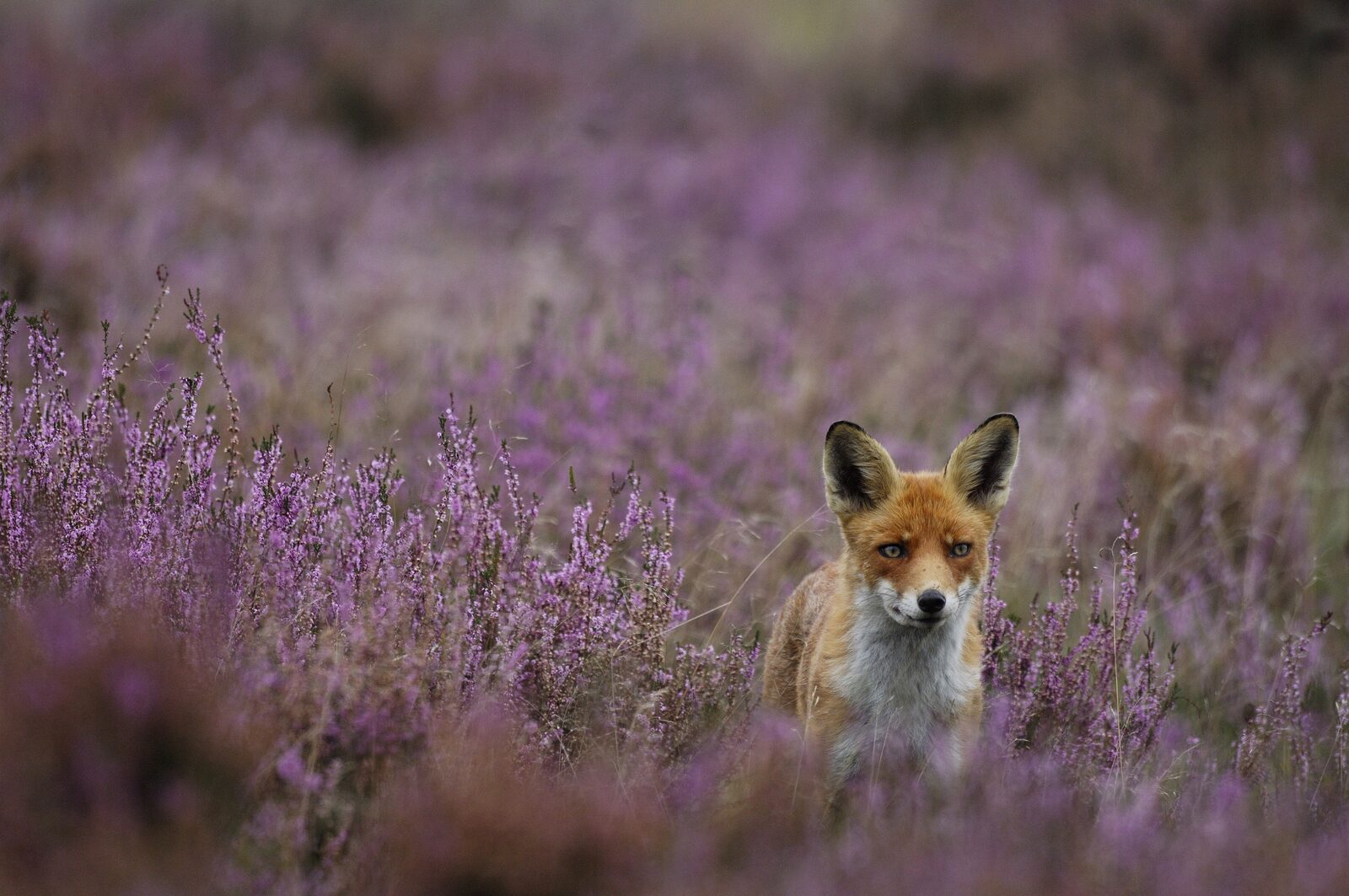 National Park De Hoge Veluwe