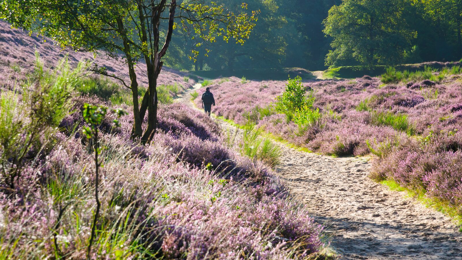 Discover the Veluwe