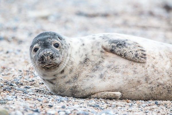 Robben beobachten Oosterschelde Wasser Urlaub Holland