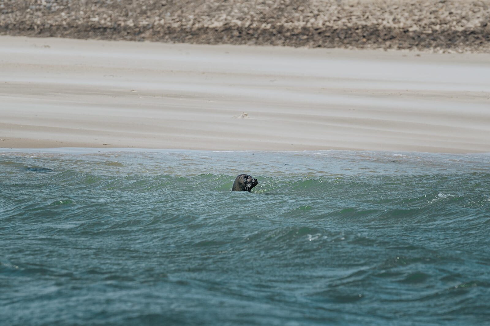 Spot seals in the wild