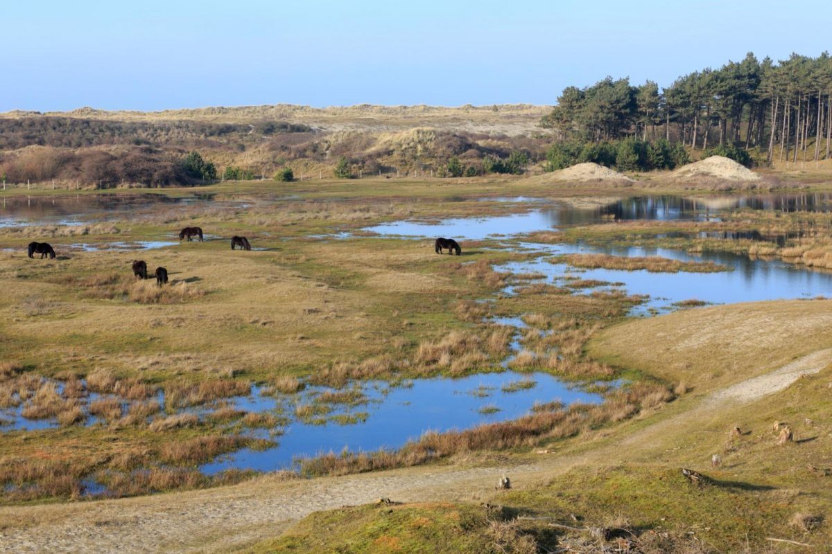 Wandelen natuurgebied Zeeland vakantie