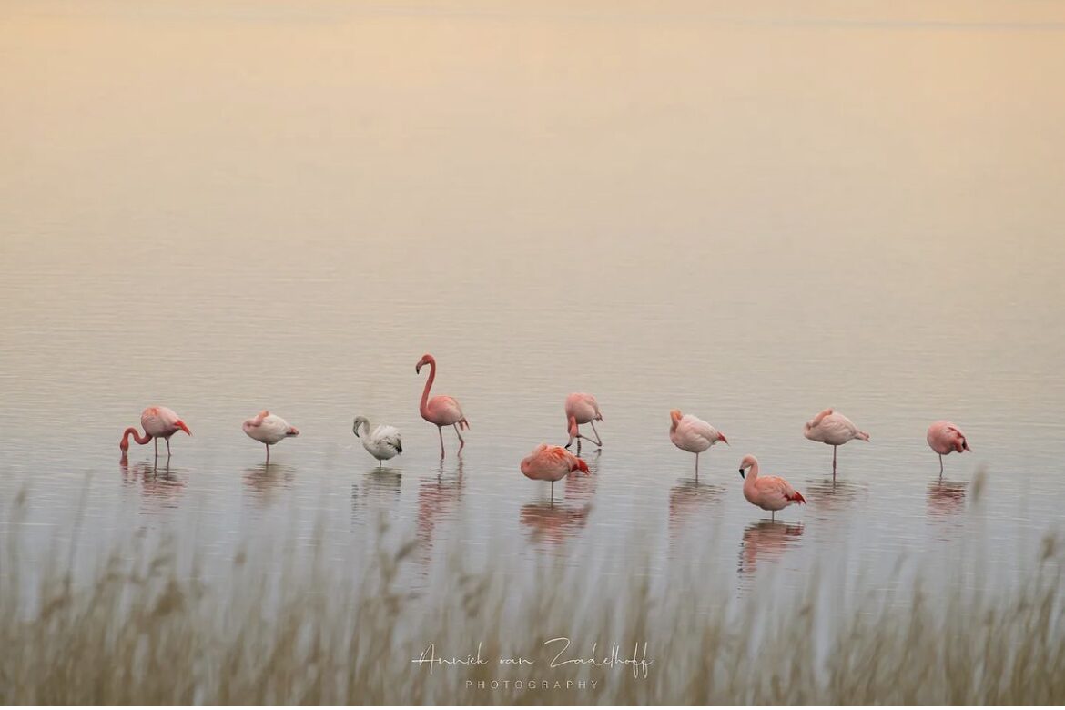 Discover wild Flamingos in winter