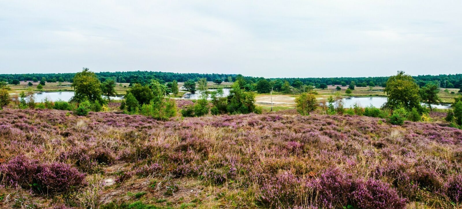 Het Horsterwold