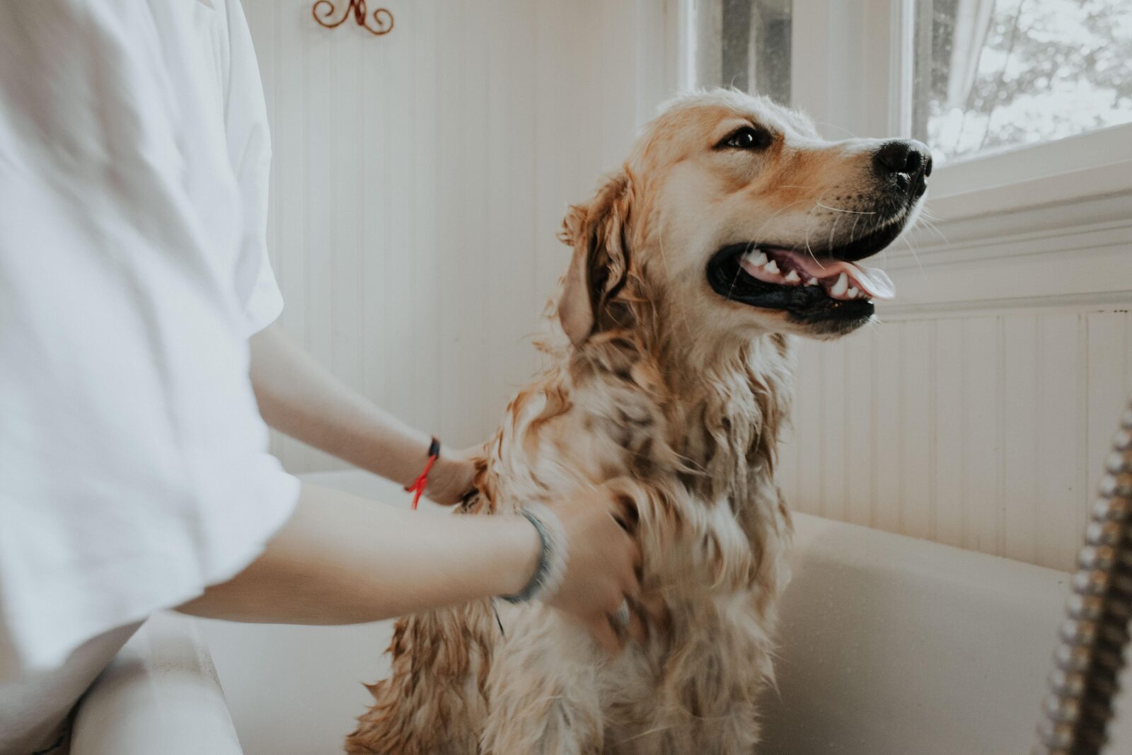 Dog spa hond vakantie Zeeland 