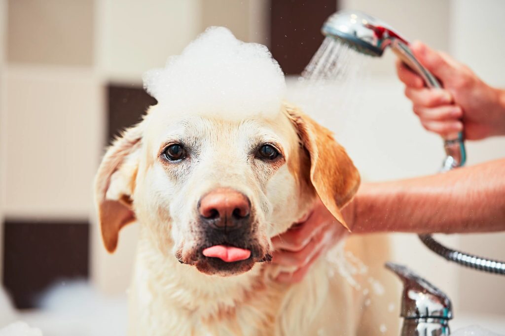 Dog Spa hond vakantie 