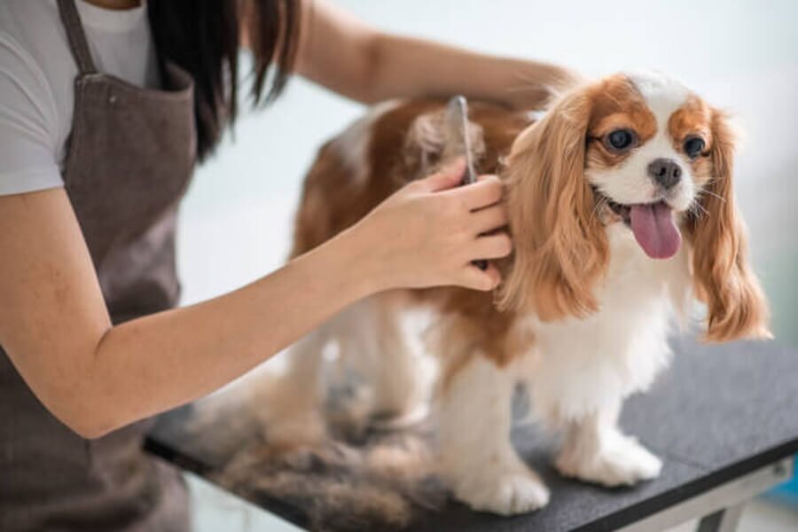 Vakantie hond spa Zeeland Kamperland strand Veerse Meer