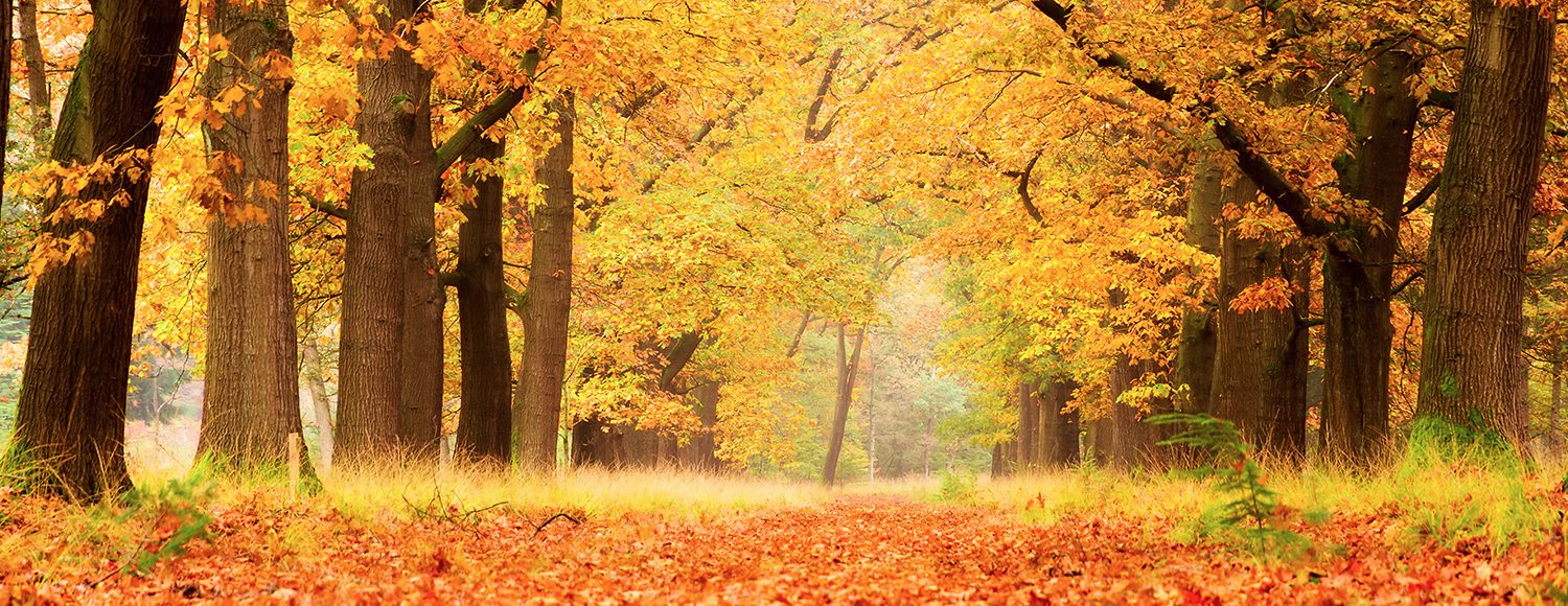  Herbstferien in der Veluwe