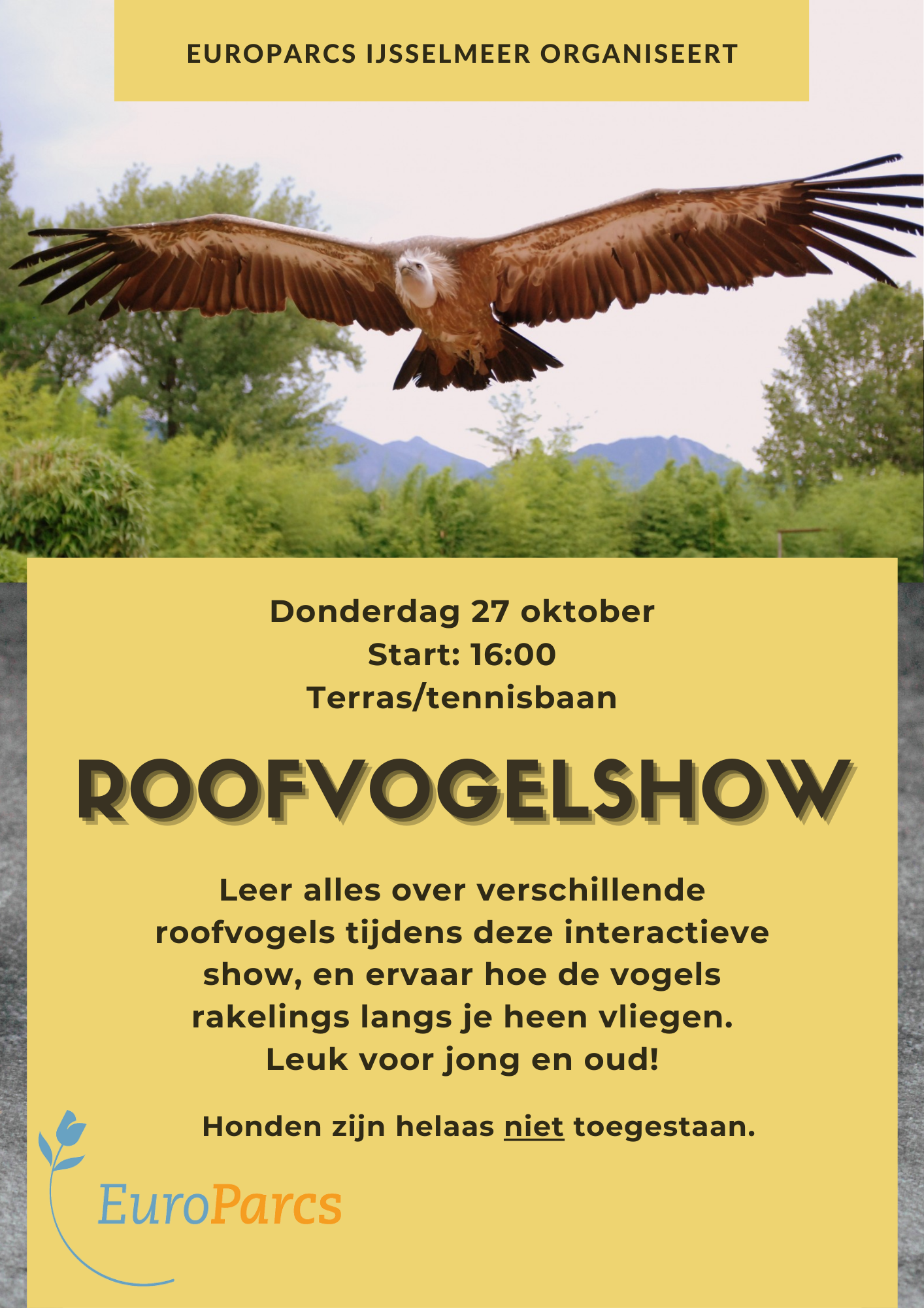 Falconry show IJsselmeer