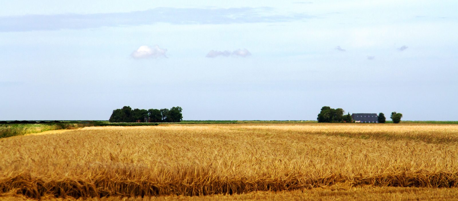 landschap in Groningen met graanvelden en vergezichten
