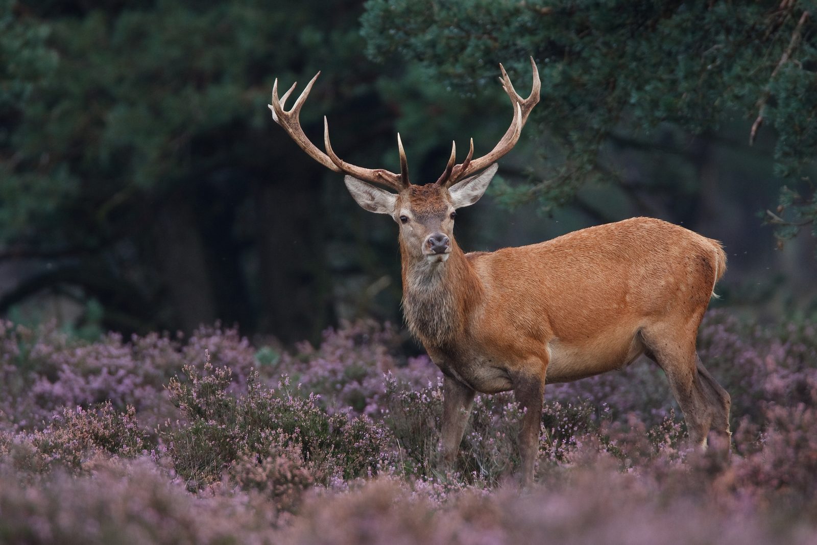 Discover the surroundings of the Veluwe