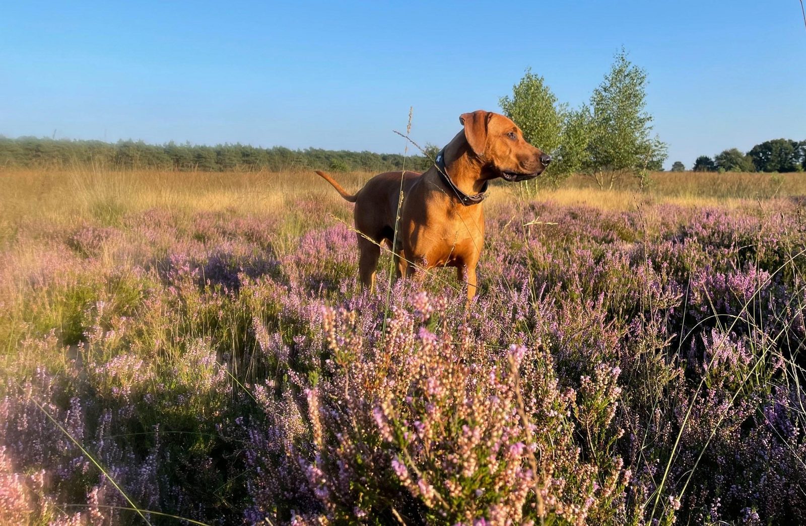 Nature with dog