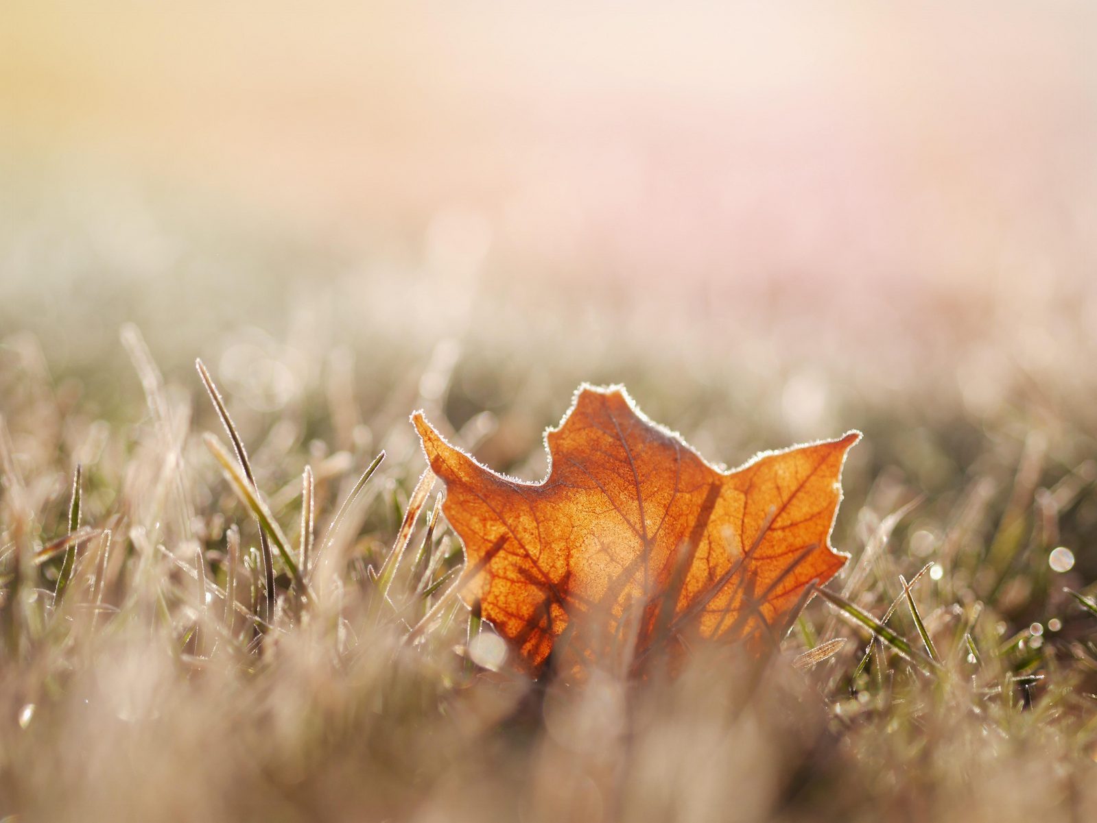 Herfst in schoorl 