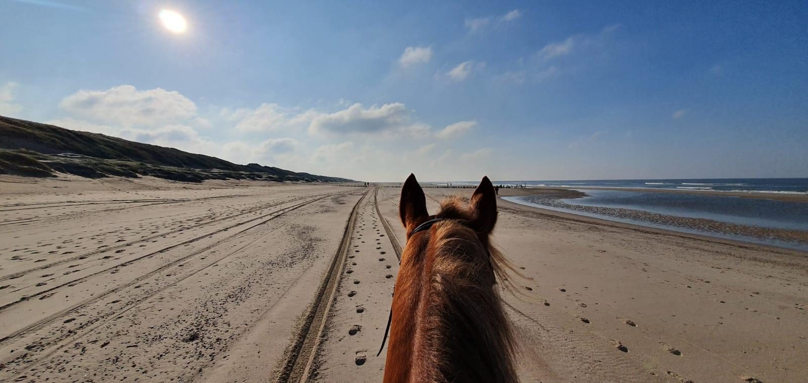 Strandrit paardrijden vakantie Zeeland Nederland