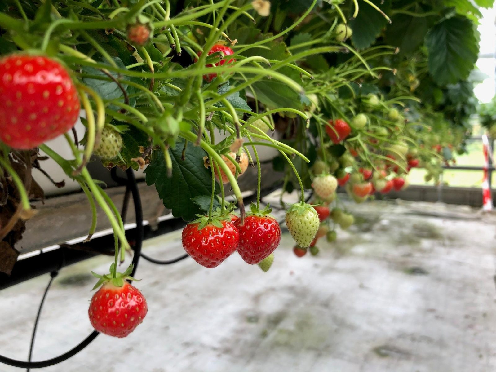  Erdbeerpflücken/Selbstpflücker-Garten