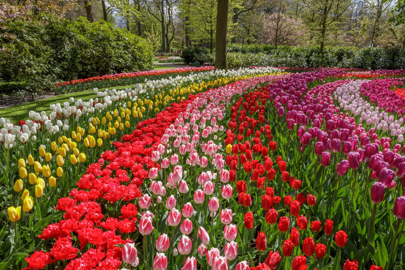 Tulpen Zuid Holland