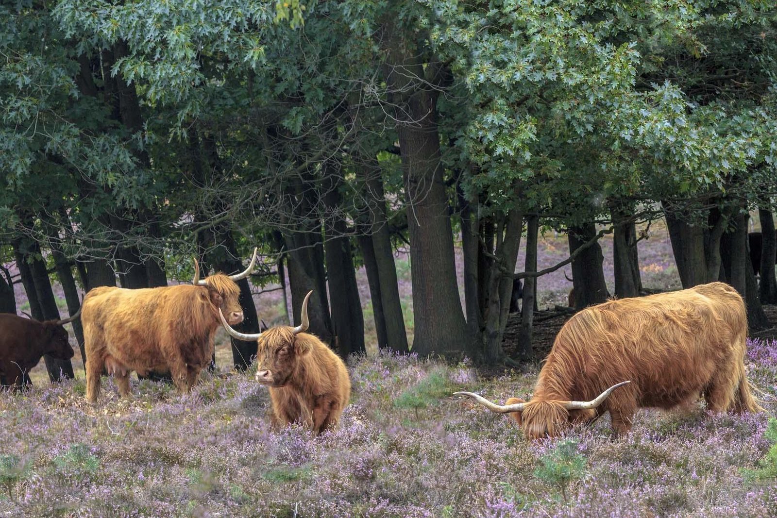 Ontdek de Veluwe