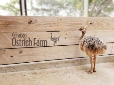 Curaçao Ostrich Farm