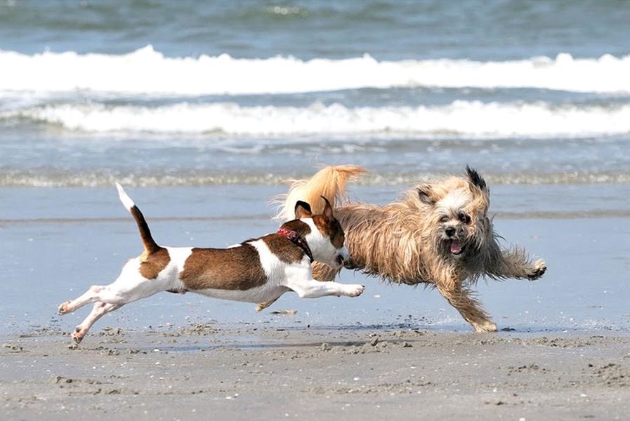 Alstublieft verlies bladeren Vakantiehuis Zeeland met hond | VakantieZeeland.com