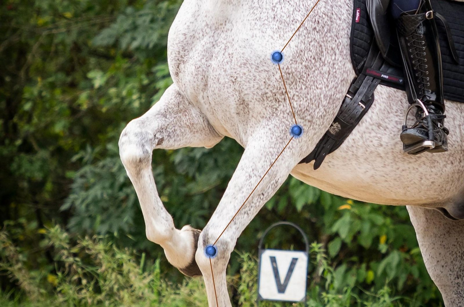 Objective gait analysis in horses