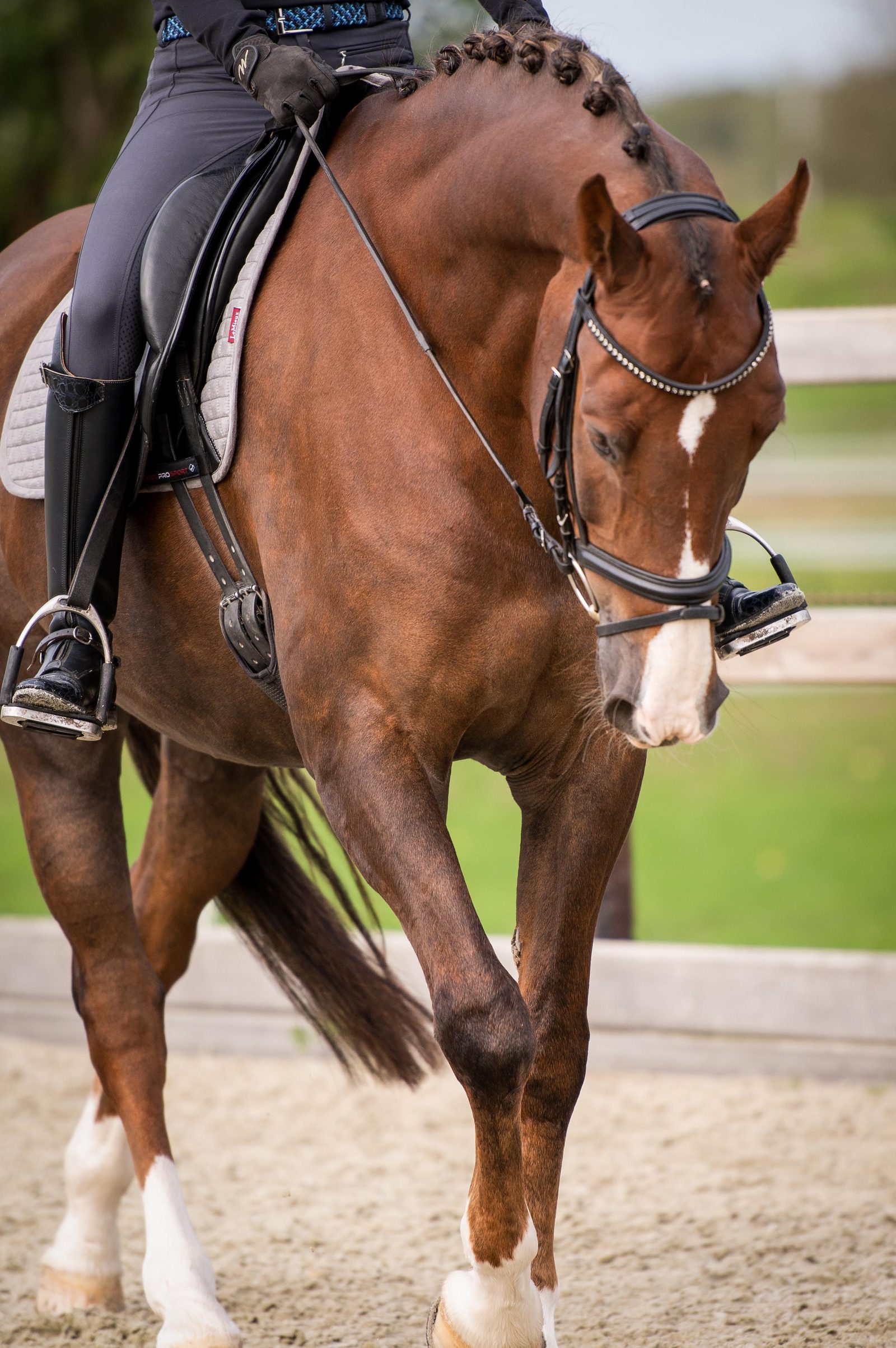 Lys de Darmen  SporthorseData