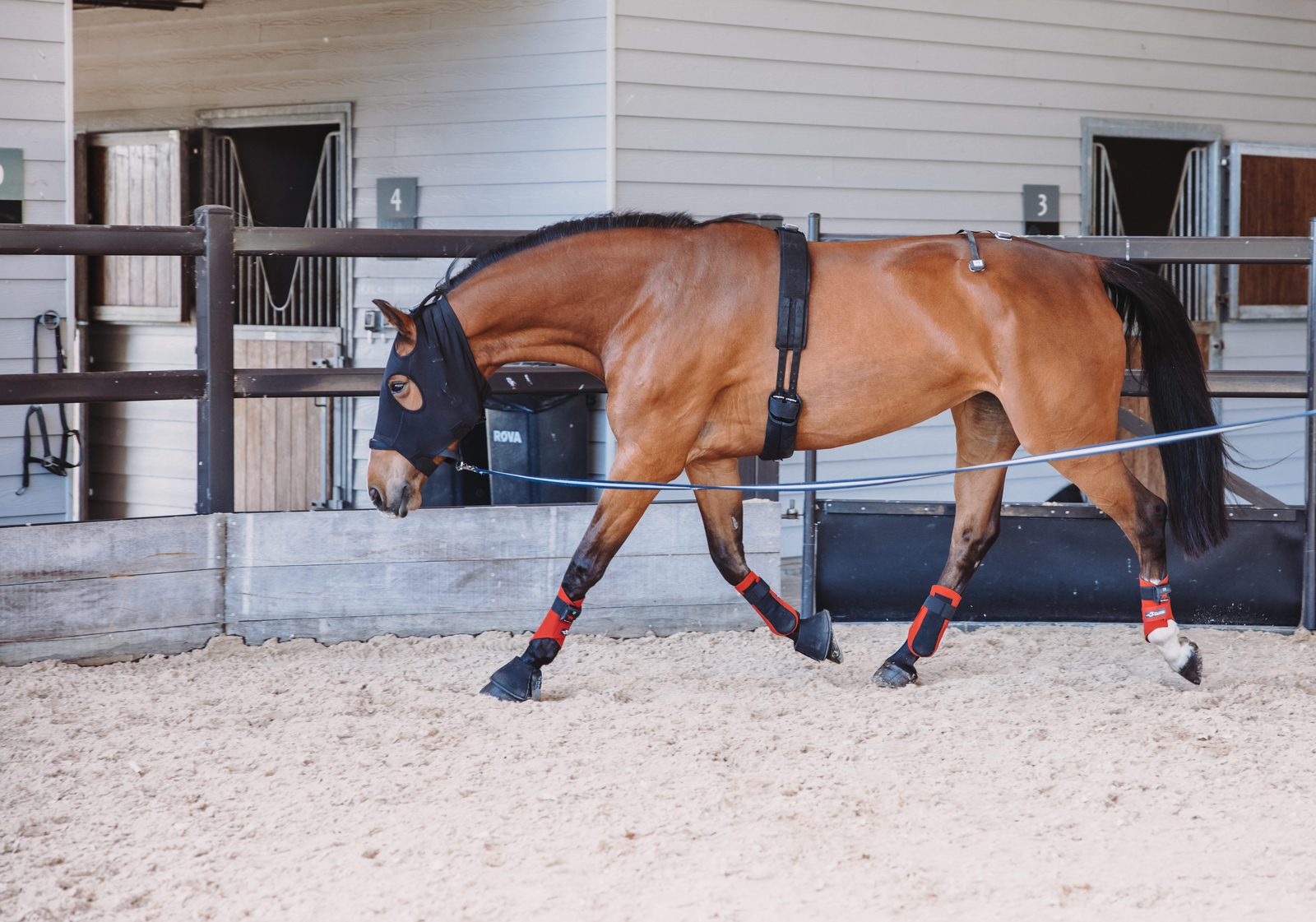 Equine objective gait analysis through history
