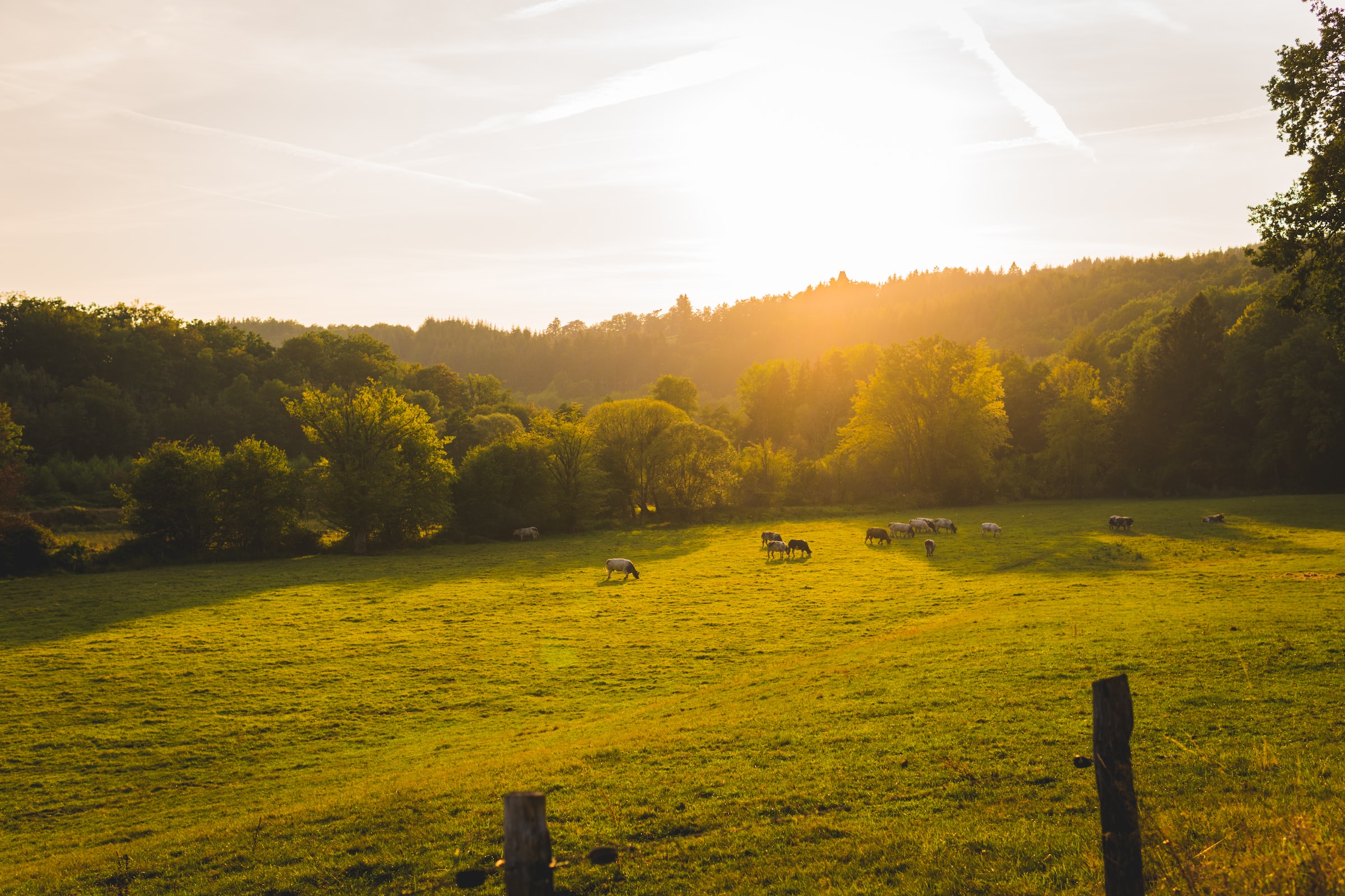 Zomerlicht
