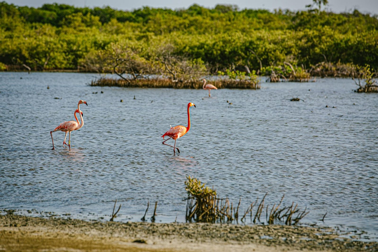 Flamingos on Bonaire