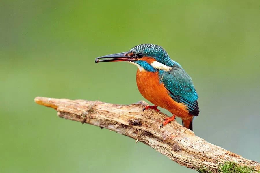 Kingfisher - small colour spectacle