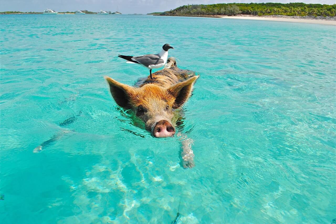 Dieren op Bonaire; van waterdieren tot landdieren. Houd je camera in de aanslag, want je vindt deze prachtige schepsels overal.