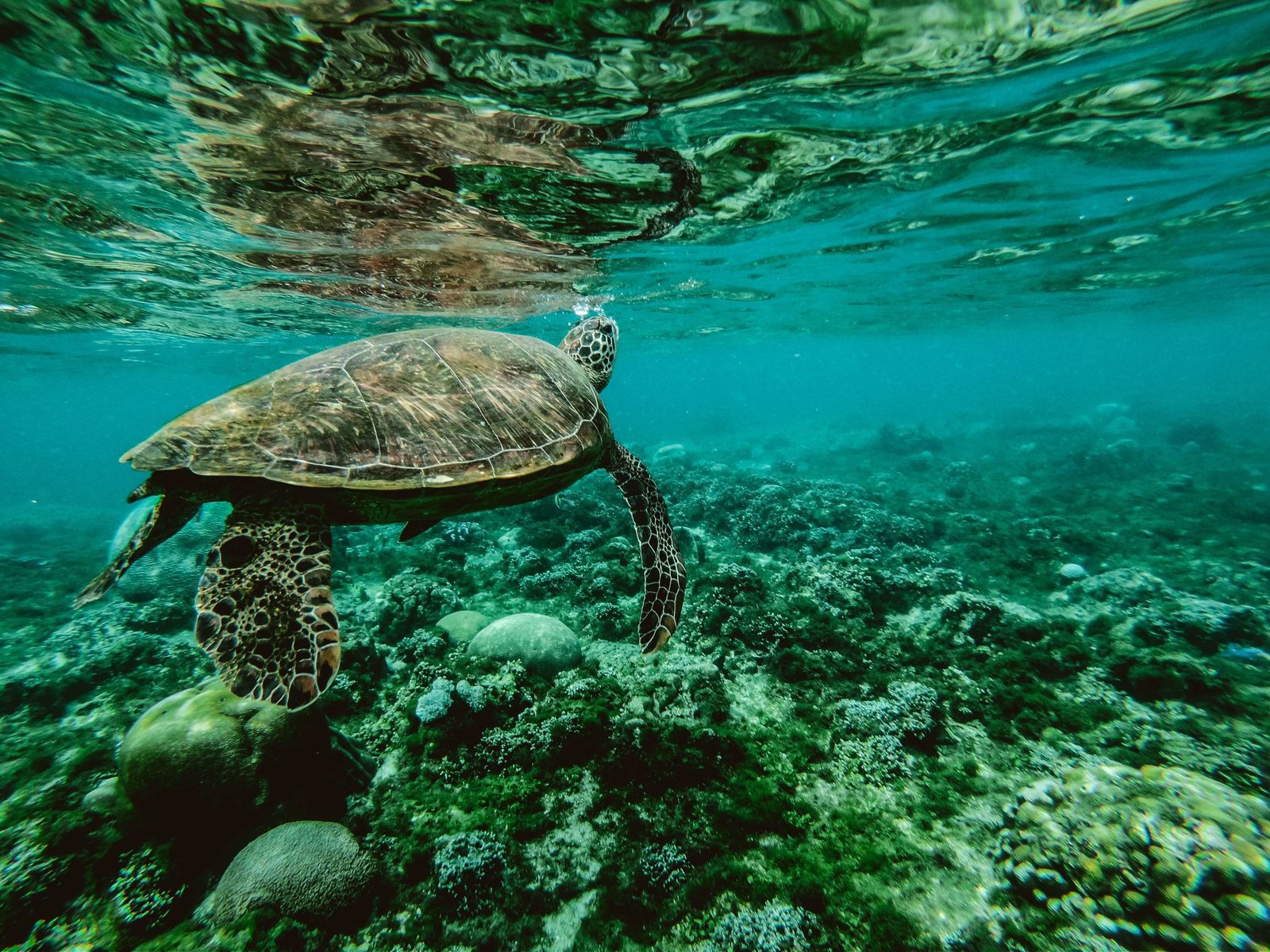 Dieren op Bonaire zijn niet alleen leuk om naar te kijken, ook om mee te zwemmen. Lees meer over de dieren op Bonaire, die je kunt tegenkomen.