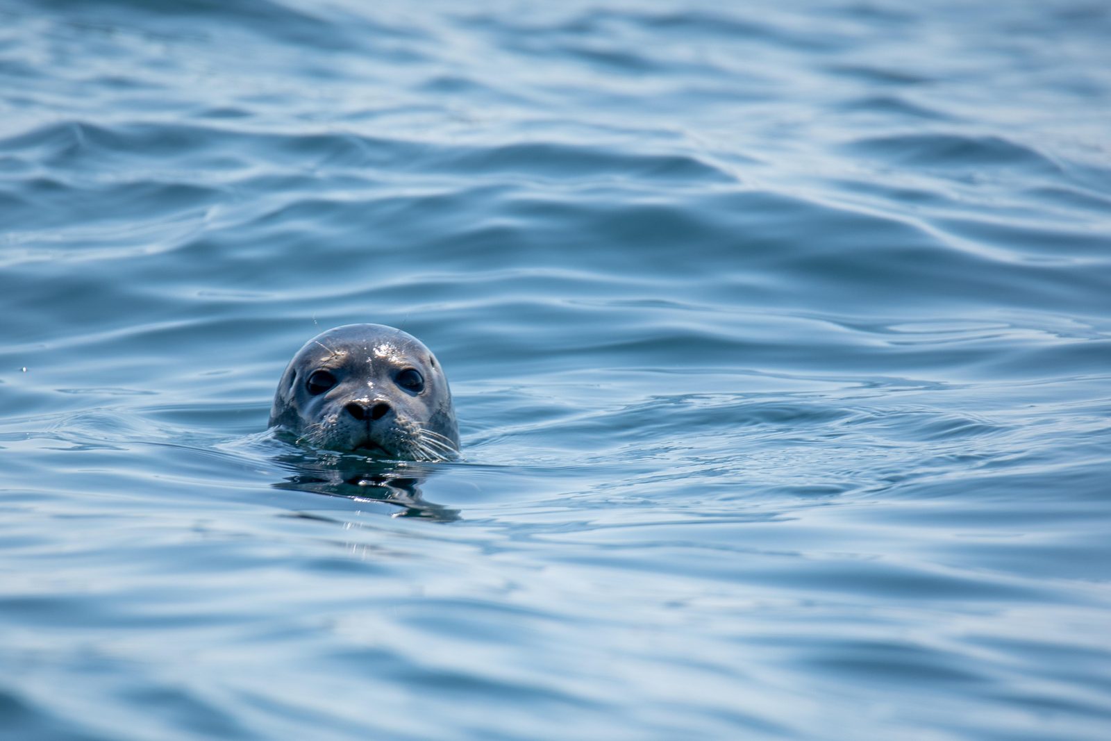 Discover the best seal-watching spots in the Baie de Somme