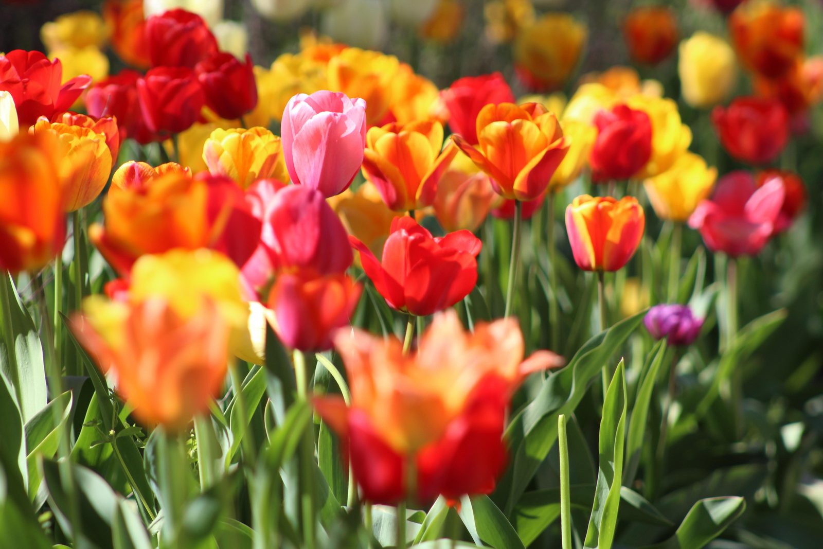 Día Nacional del Tulipán Museumplein Ámsterdam