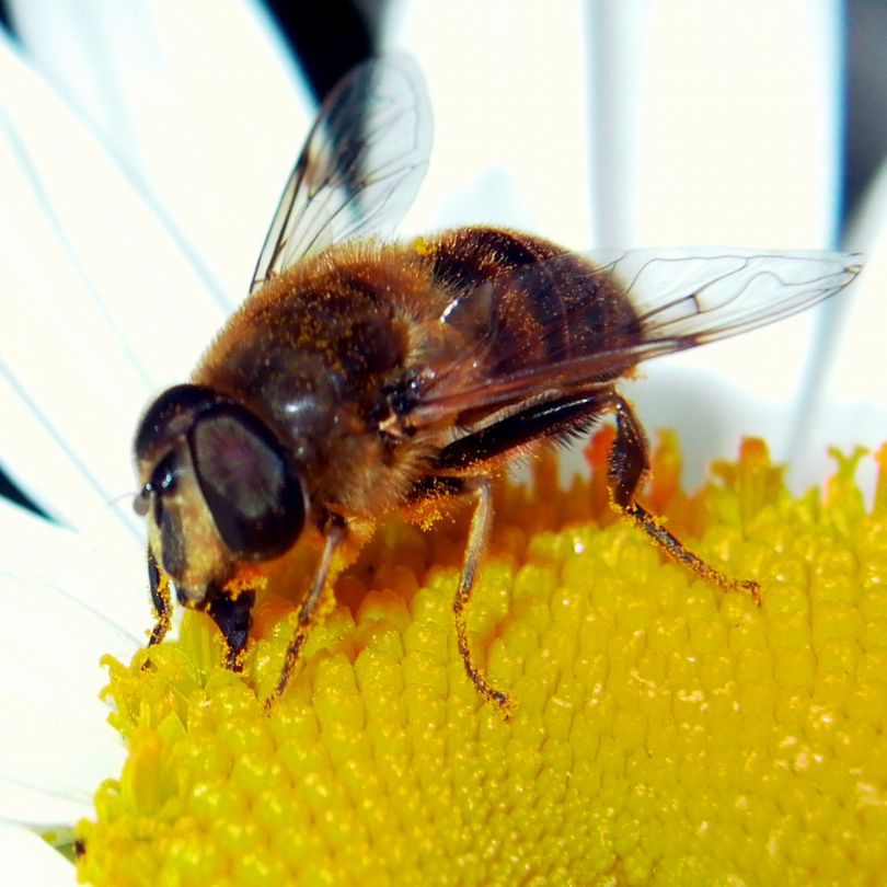 De Bijenstal in Opperdoes